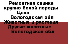 Ремонтная свинка , крупно-белой породы › Цена ­ 30 000 - Вологодская обл. Животные и растения » Другие животные   . Вологодская обл.